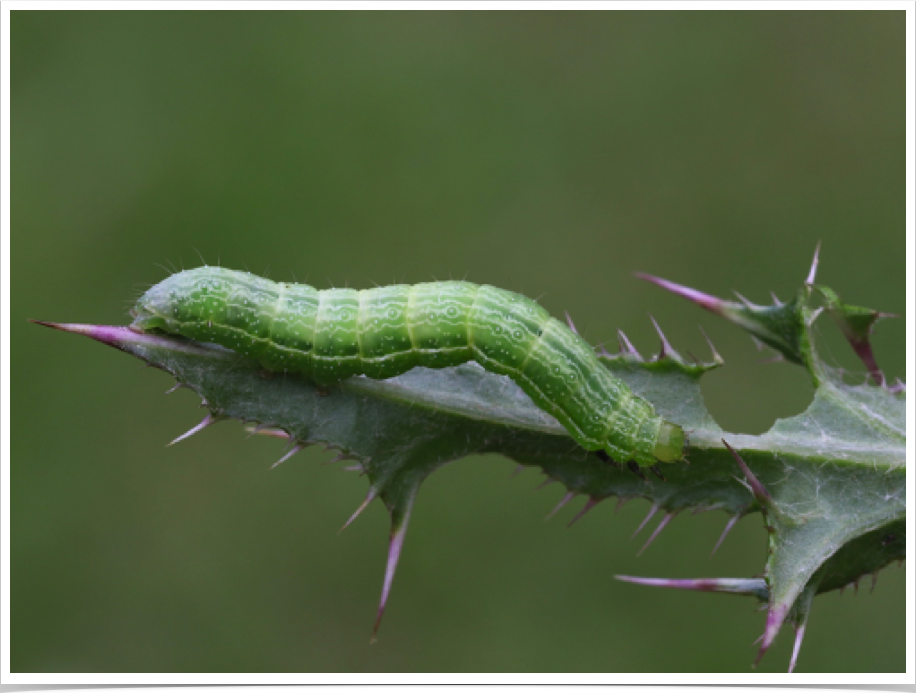 Rachiplusia ou
Gray Looper
Chilton County, Alabama